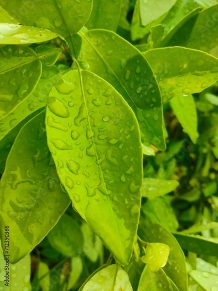 Obraz green leaf with water drops