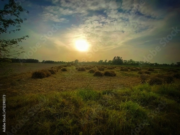 Obraz sunset in the field