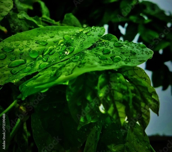 Obraz leaf with drops