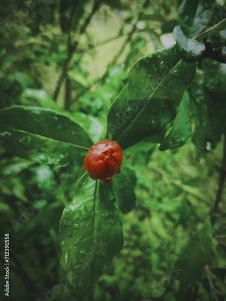 Obraz Red tiny flower ln leaves 
