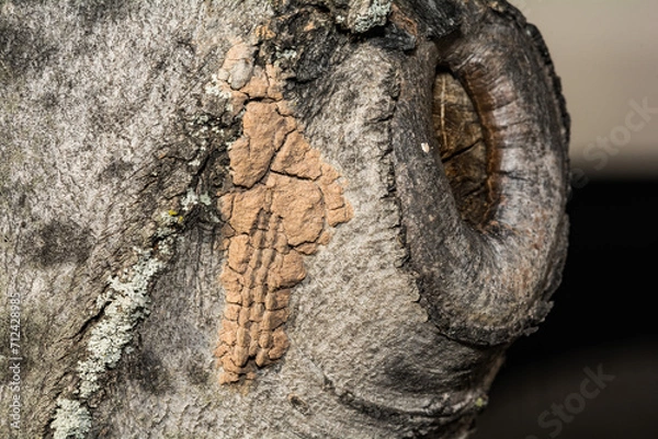 Obraz Spotted Lanternfly Egg Mass - Lycorma delicatula