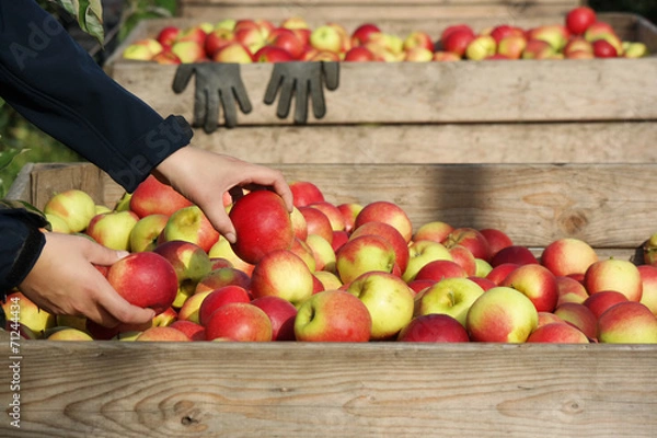 Obraz Hand puts an apple in a wooden crate of freshly picked apples