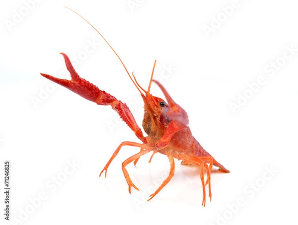 Obraz Żywe raki na białym tle