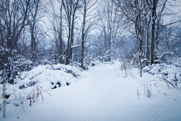 Fototapeta Winter Trudge (2024)