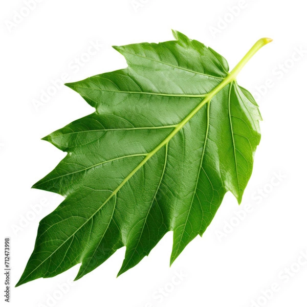 Fototapeta Maple leaves isolated on transparent background