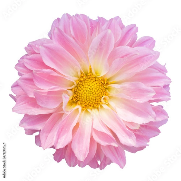Obraz Pink dahlia isolated on white background