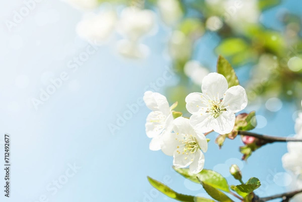Fototapeta Blooming white apple or cherry blossom on background of blue sky. Happy Passover background. Spring Easter background. World environment day. Easter, Birthday, womens day holiday. Top view. Mock up.