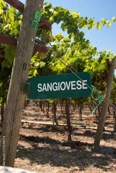 Obraz Sangiovese Signpost of California
