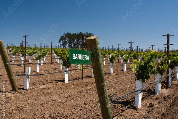 Obraz Sign for Barbera Grapes