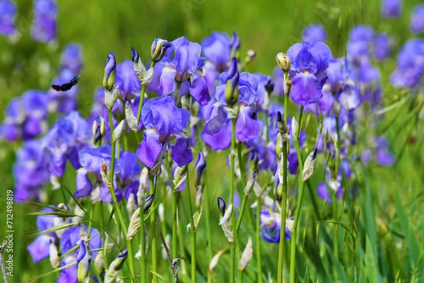Obraz Giaggioli, Toscana