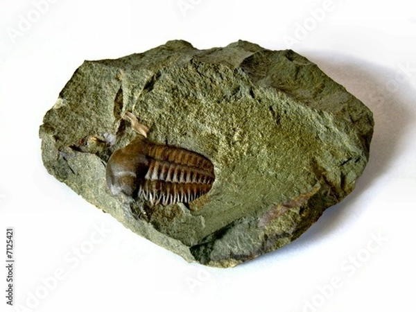 Obraz Trilobite