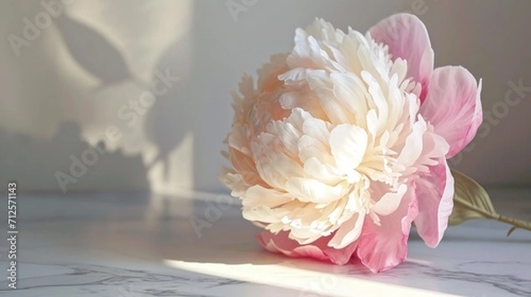 Fototapeta  a large white and pink flower sitting on top of a white counter top next to a shadow of a wall.
