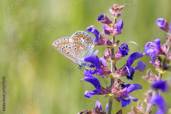 Obraz Common blue butterfly or European common blue - Polyommatus icarus - resting on a blossom of the meadow clary or meadow sage - Salvia pratensis