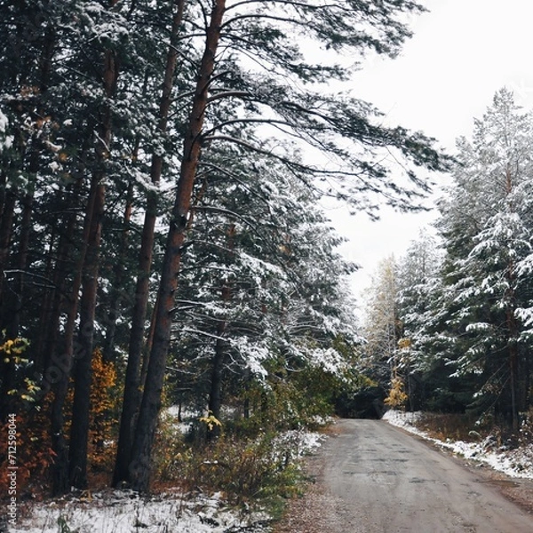 Fototapeta path in the woods
