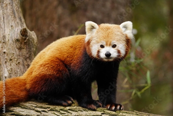 Obraz Close up photo of a cute red panda.