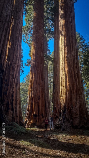 Obraz trees in the forest