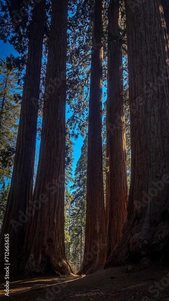 Obraz trees in the forest