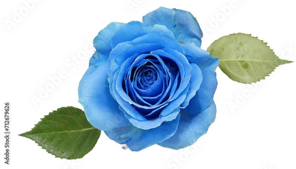 Obraz Blue rose flower isolated on a transparent background