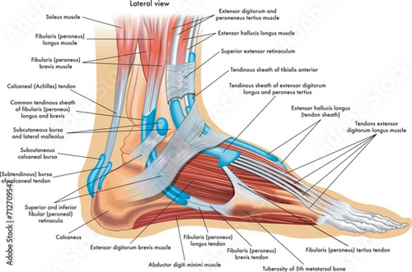 Obraz Foot anatomy illustration, whit annotations.
