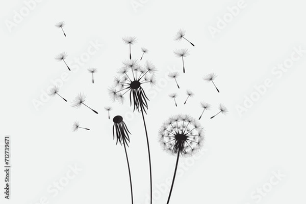 Obraz Vector illustration dandelion time. Black Dandelion seeds blowing in the wind. The wind inflates a dandelion isolated on white background.
