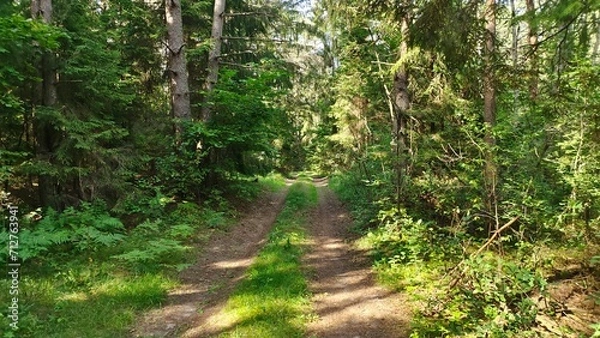 Fototapeta A dirt road with tire tracks runs through a mixed forest under overhanging branches. Moss, grass, pine, spruce and hazel bushes grow along the road. Rays of sunlight shine through the trees. Summer