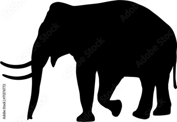 Obraz elephant silhouette