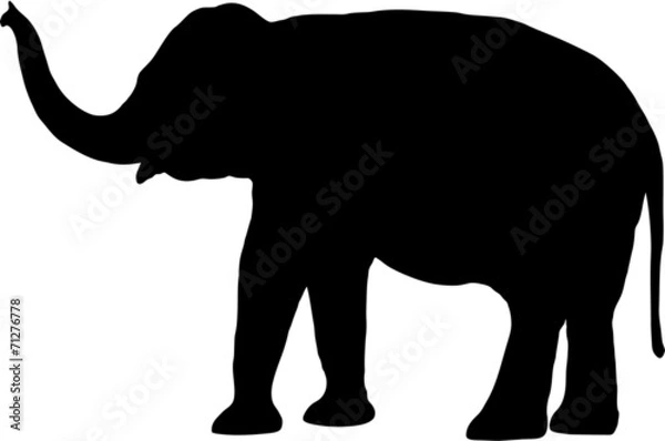 Obraz elephant silhouette