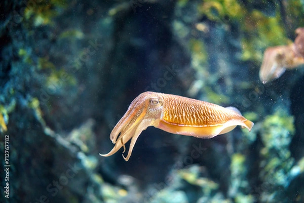 Fototapeta Beautiful Squid Gliding Through Azure Waters