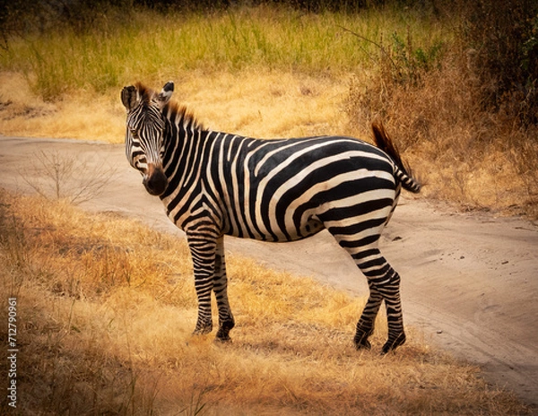 Obraz African Zebra Looking Toward Road