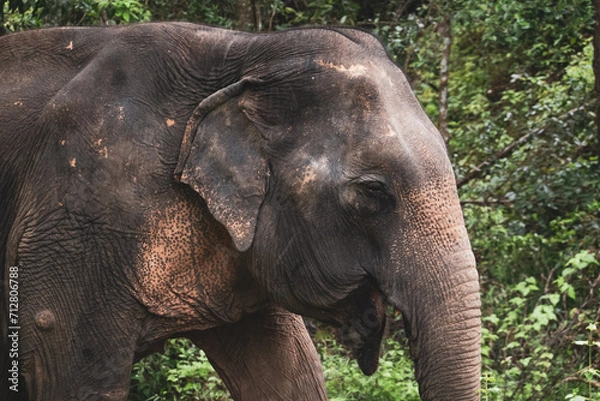 Obraz Thailand Elephant