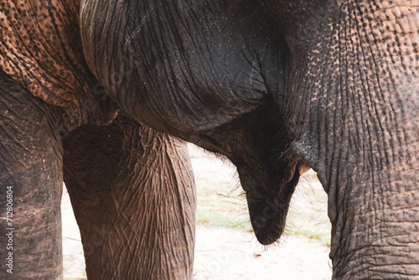 Obraz Thailand Elephant