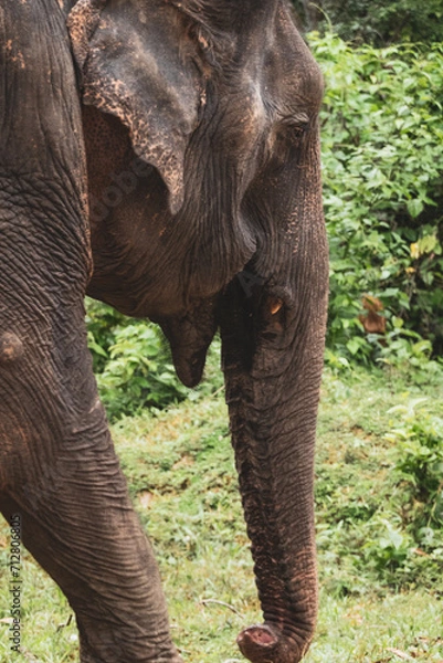 Obraz Thailand Elephant