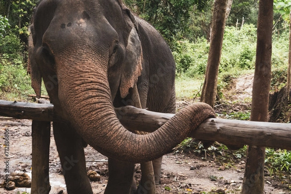 Obraz Thailand Elephant