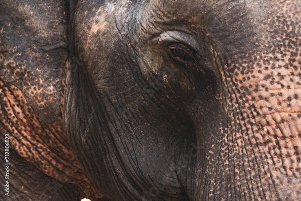 Obraz Thailand Elephant