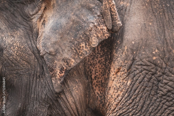 Obraz Thailand Elephant