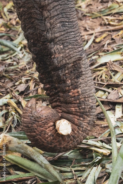 Obraz Thailand Elephant