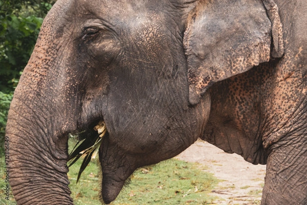 Obraz Thailand Elephant