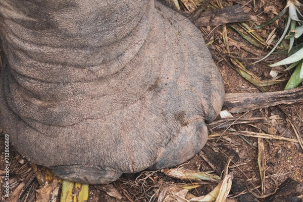 Obraz Thailand Elephant