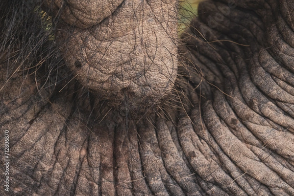 Obraz Thailand Elephant