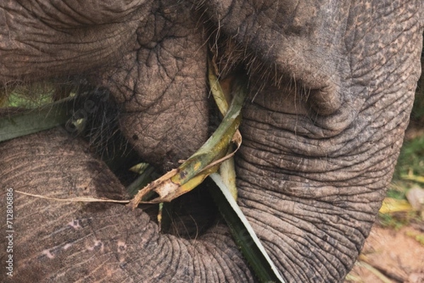 Obraz Thailand Elephant