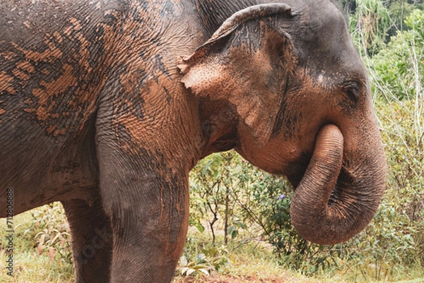 Obraz Thailand Elephant