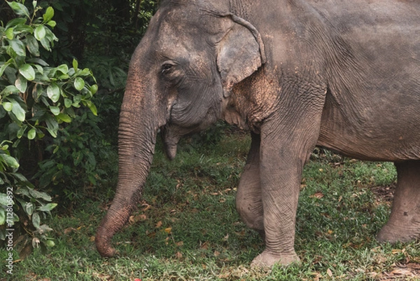 Obraz Thailand Elephant