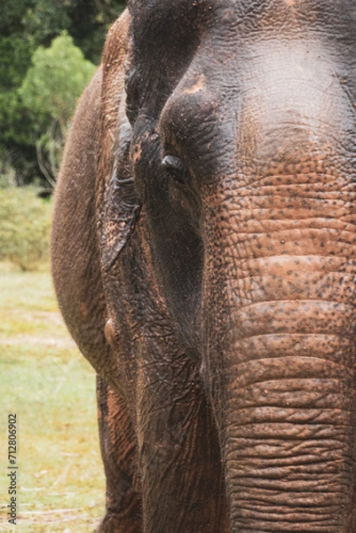 Obraz Thailand Elephant