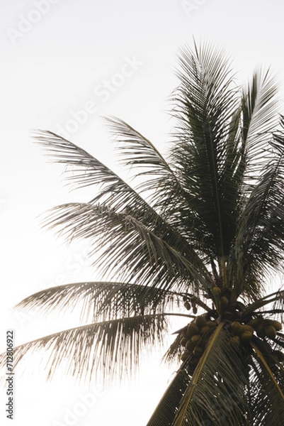 Obraz Palm tree