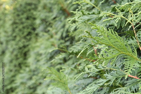 Fototapeta Natural Pine Tree Close-Up