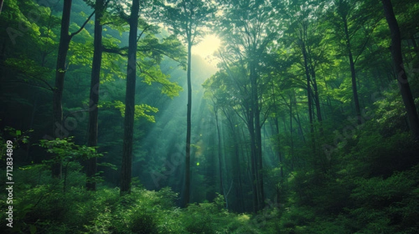 Fototapeta Beautiful view on a sunny day in the forest. Green branches and dense forest.