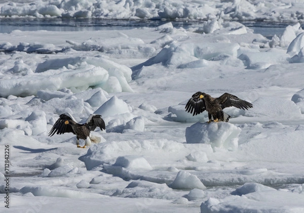 Fototapeta 流氷とオオワシ、オジロワシ