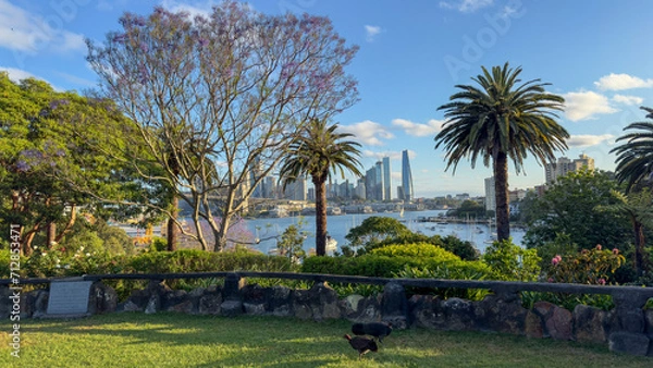 Fototapeta Turkey on the grass in a Sydney park with a city skyline in the background. Palm trees and lush greenery frame the view of the urban landscape. Concept of Urban, Nature, Wildlife, Outdoor, Scenic.