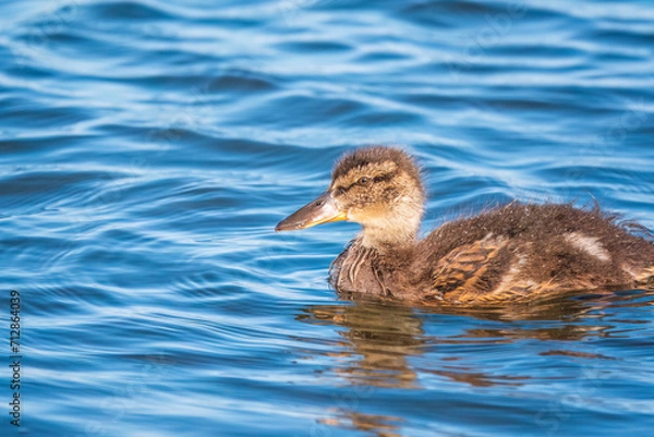 Fototapeta Cute little duckling swimming alone in a lake or river with calm water