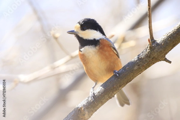 Obraz 木に留まっている頭を横に向けたヤマガラ